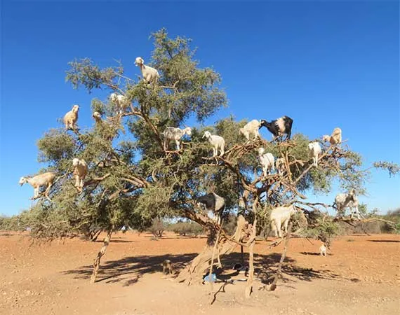 Argan tree Essaouira Marrakech