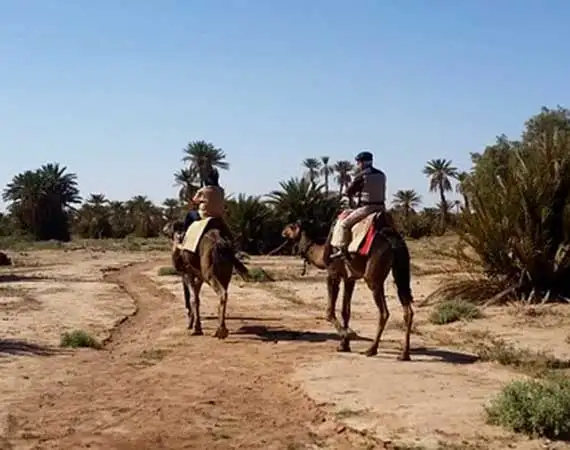 Trekking in the back of camels south of Zagora