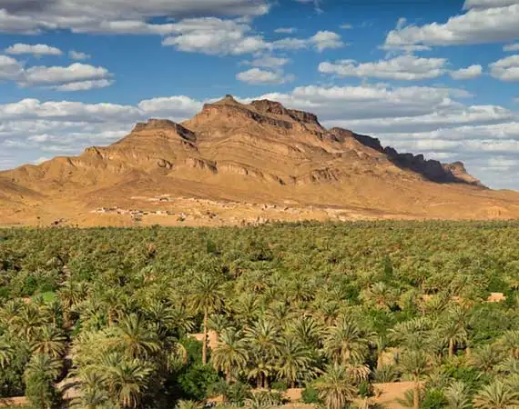 Palm grove Zagora travel new year Morocco