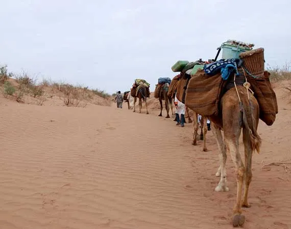 Trek M'hamid erg chegaga camel 4x4